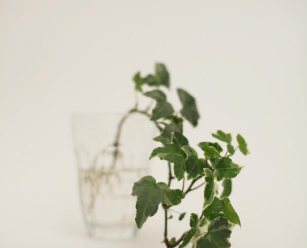 Glass with ivy/hedera